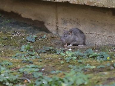 Lutte contre la prolifération des rats à Paris : un combat de