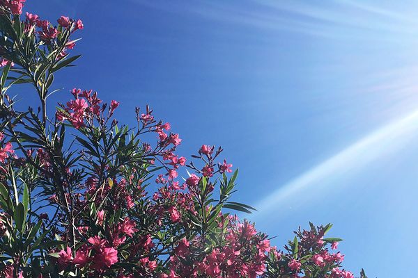 Le laurier rose et rouge fleurissent de mai à octobre. C'est l'arbuste méditerranéen par excellence qui nous accompagne tout l'été.

