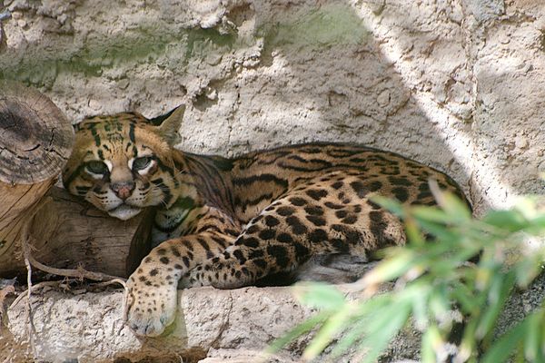 L’Ocelot est un petit félin originaire d'Amérique du Sud et d'Amérique centrale.