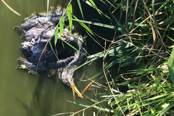 Les oiseaux ont été retrouvés morts flottant à la surface des eaux saumâtres du marais