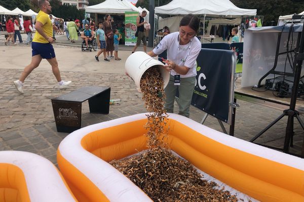 Des centaines de milliers de mégots, ramassés dans les rues de Lille, sont rassemblés dans des piscines gonflables sur l'Esplanade, samedi 16 septembre 2023.