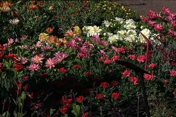 Débauche de couleurs et senteurs dans les jardins des remparts à hennebont