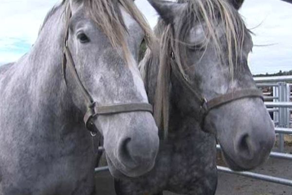 Le foirail peut accueillir jusqu'à 600 animaux. 