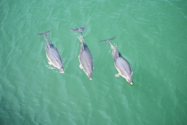 Trois spécimens dans le port de La Rochelle (juin 2026).