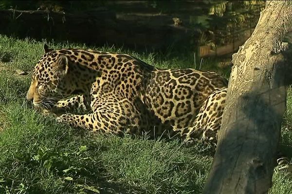 Les jaguars vont chercher dans leur bassin des blocs de glace qui renferment des poissons. 