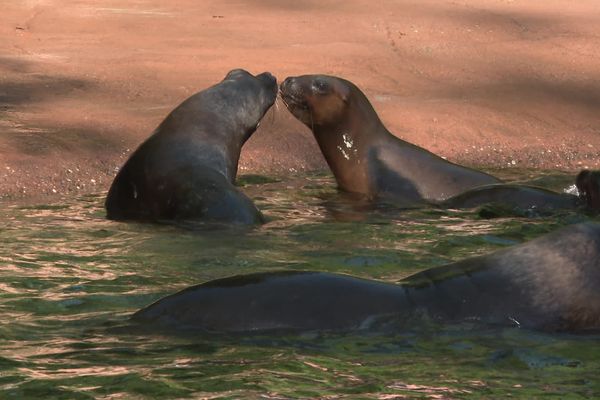 Les deux petites otaries ont appris à se connaître.