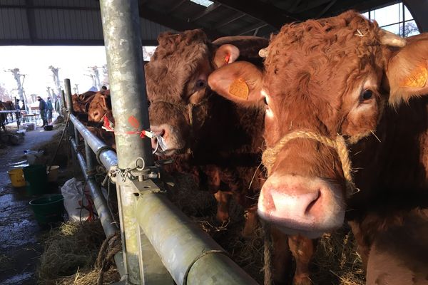 40 vaches et taureaux sont sélectionnés pour le prestigieux concours général agricole du salon de l'agriculture de Paris. Pour les limousines, il aura lieu le 3 mars 2021.