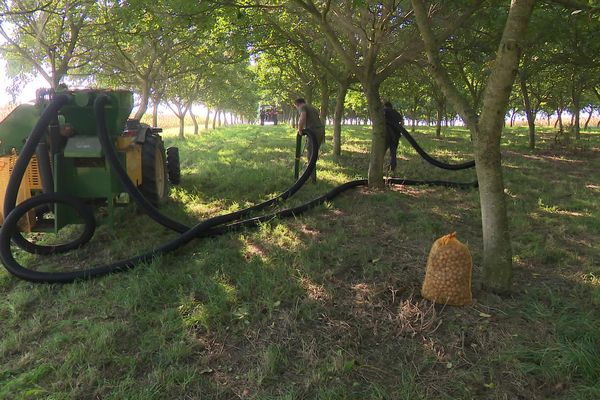 Les noix au sol sont aspirées par une machine achetée dans la région grenobloise.