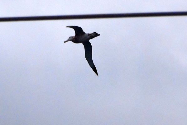 Albatros sous le regard d'Alessandro Di Benedetto