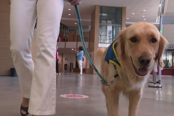 Au tribunal judiciaire de Bourg-en-Bresse, les victimes peuvent compter sur la présence d'un partenaire rassurant. Toundra, jeune Golden Retriever de deux ans, est là pour les apaiser et leur donner confiance.