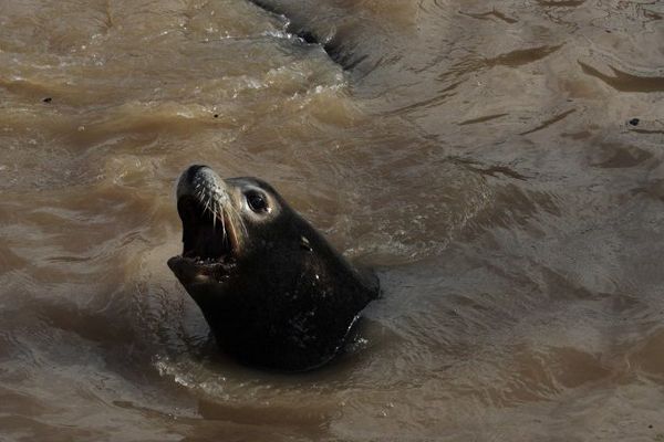 Au Marineland d'Antibes, les otaries pataugent dans l'eau boueuse