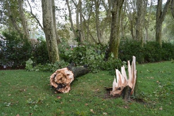 Hier à Besançon, cet arbre a beaucoup souffert de la tempête.