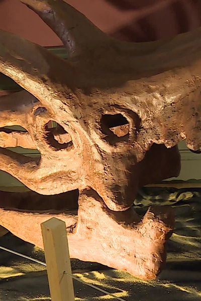 Le Muséum d’histoire naturelle de Nîmes, dans le Gard, propose jusqu'au 24 novembre prochain une exposition inédite sur les dinosaures du sud de la France.