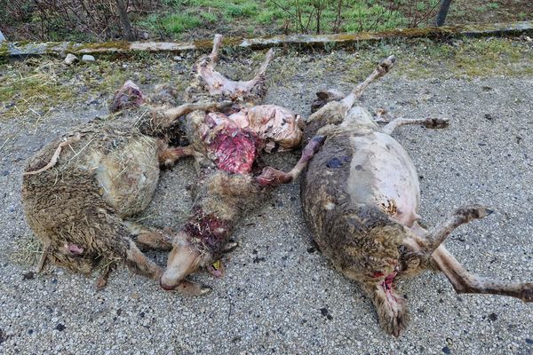 Dans la nuit du dimanche au lundi 20 février, trois brebis ont été tuées par un loup sur la commune de Gières en Isère. Une attaque à quelques pas d'une école maternelle.