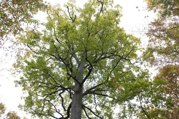 La forêt de la Comté dans le Puy-de-Dôme est interdite au public pour des raisons de sécurité. 