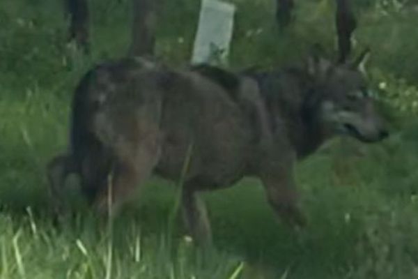 Le loup gris, photographié à Saint-Thomas de Conac, en Charente-Maritime. 