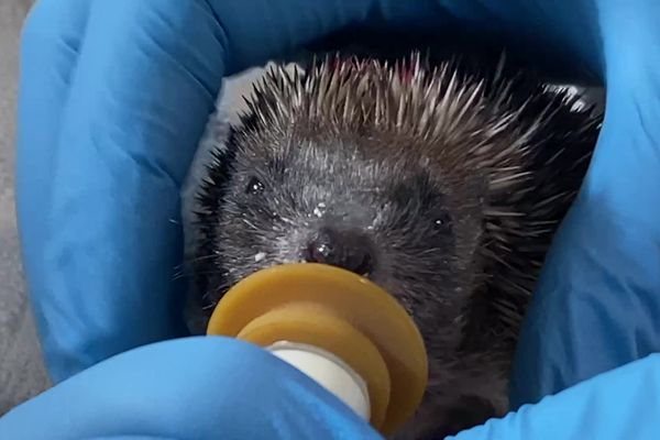 Au centre de soins du zoo de Beauval, des centaines d'animaux sont recueillis pour être soignés et relâchés dans la nature