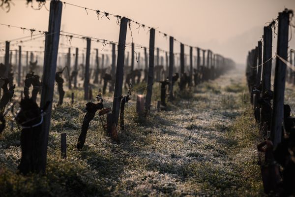 Des vignes sous le gel (image d'illustration).