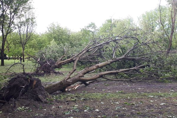 Des noyers ont été arrachés à cause du vent, en Isère. 