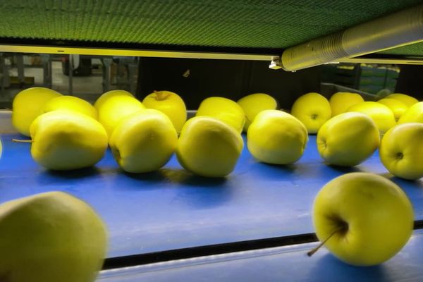 Moins de pommes lors de la récolte et une grande distribution qui ne veut pas payer plus : les pomiculteurs limousins sont plus qu'inquiets.