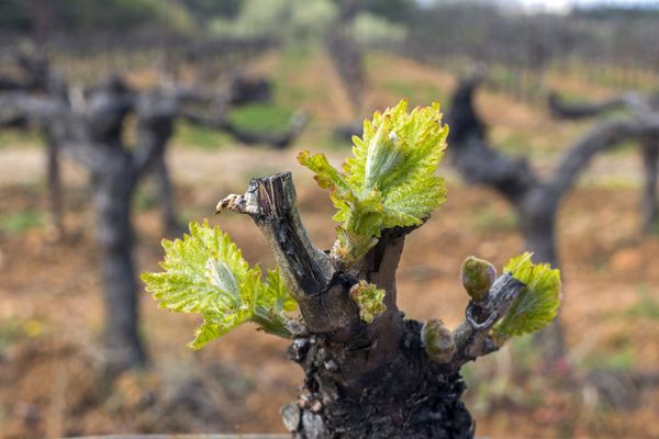 La première promotion de viticulteurs formés en Bretagne sortira en octobre 2022.